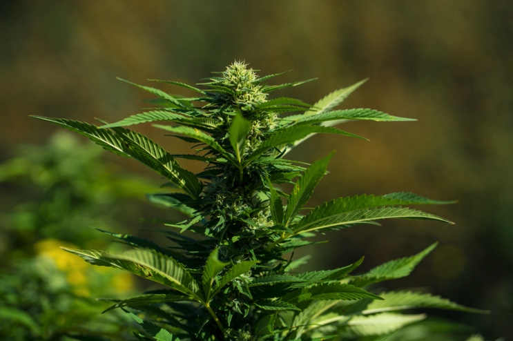 Symbolbild Cannabispflanze