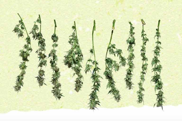 Cannabis trocken Ultimativer Guide wertvolle Tipps & Tricks