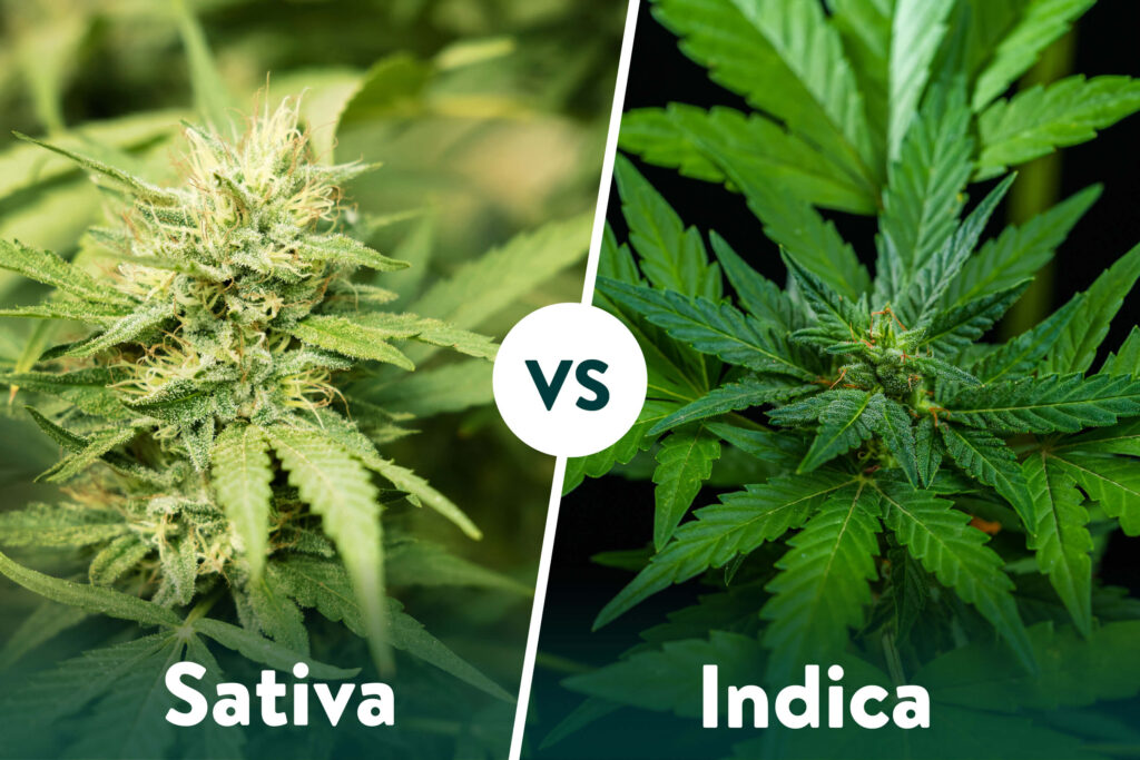 Sativa vs. Indica