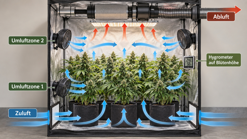 Growzelt mit Abluft, Zuluft, Umluftventilatoren und Hygrometer auf Blütenhöhe
