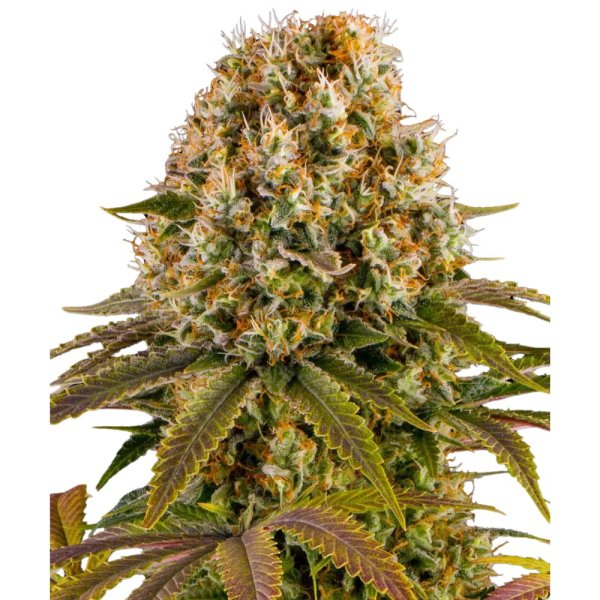 Jungpflanze zur Anzucht Strawberry Lemonade