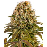 Jungpflanze zur Anzucht Strawberry Lemonade