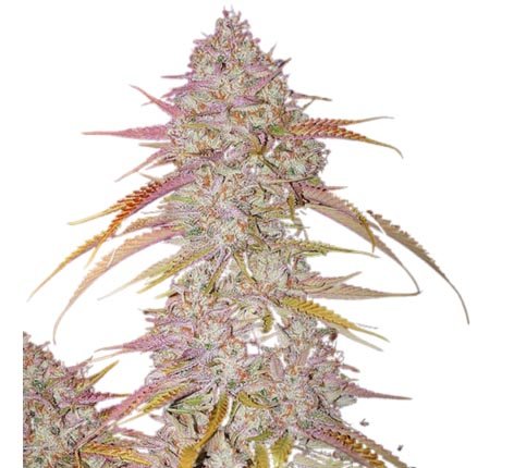 Jungpflanze zur Anzucht Lemon Cookie Haze