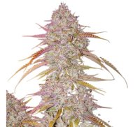 Jungpflanze zur Anzucht Lemon Cookie Haze