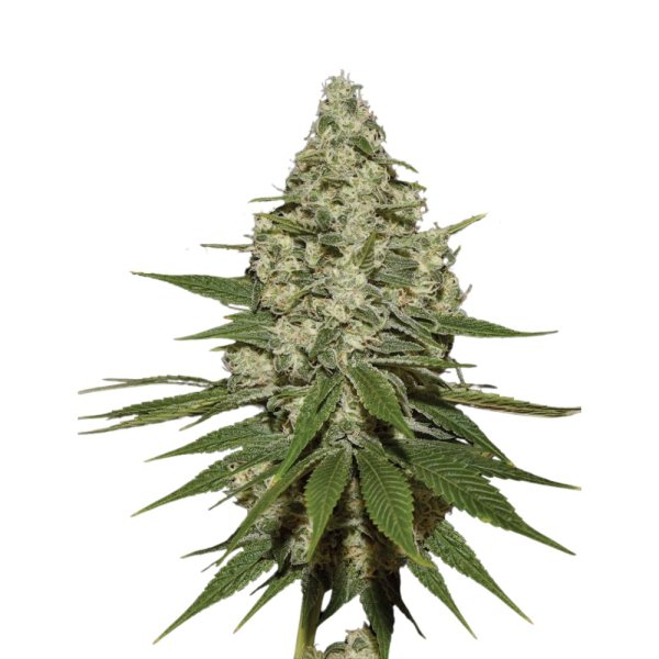 Jungpflanze zur Anzucht Super Lemon Haze
