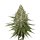 Jungpflanze zur Anzucht Super Lemon Haze