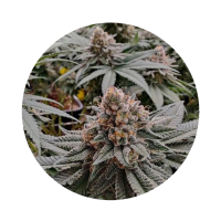 ILovePot Samen Autoflowering Strawberry Shortcake 25% THC...