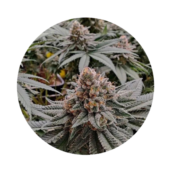 ILovePot Autoflowering Samen Strawberry Shortcake 25% THC 3 Samen + 1 Gratis