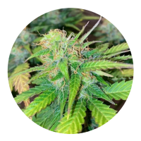 ILovePot Samen Autoflowering Mandarine Cream 25% THC 1 Samen