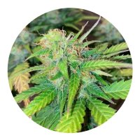 Pure Instinto Samen Autoflowering Mandarine Cream 25% THC...