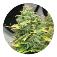 ILovePot Samen Autoflowering Mimosa Cake 22% THC 1 Samen