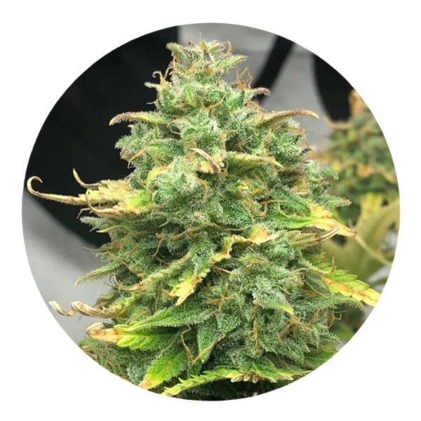 Pure Instinto Samen Autoflowering Mimosa Cake 22% THC 5 Samen + 2 Gratis
