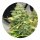 Pure Instinto Samen Autoflowering Mimosa Cake 22% THC 5 Samen + 2 Gratis