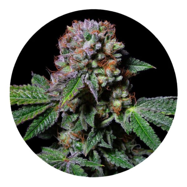 ILovePot Samen feminisiert Aca-Dos Delight 30% THC 1 Samen