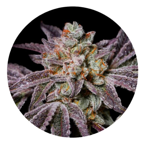 ILovePot Samen feminisiert Insanity OG 30% THC 3 Samen