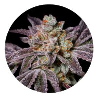 ILovePot Samen feminisiert Insanity OG 30% THC 3 Samen