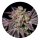 ILovePot Samen feminisiert Insanity OG 30% THC 3 Samen