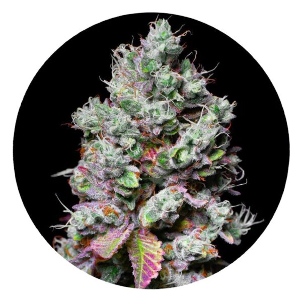 Pure Instinto Samen feminisiert Mochi 28% THC 5 Samen