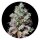 Pure Instinto Samen feminisiert Mochi 28% THC 5 Samen