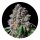 Pure Instinto Samen feminisiert La Macedonia 28% THC 1 Samen