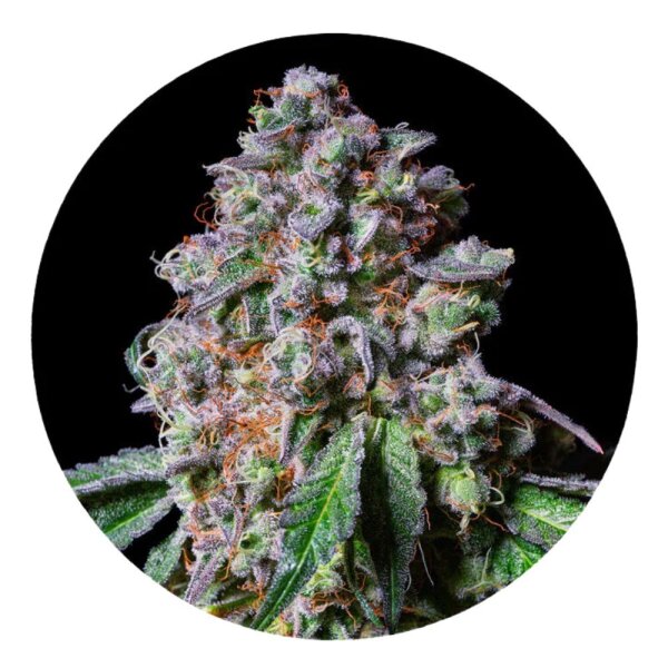 Pure Instinto Samen feminisiert La Macedonia 28% THC 5 Samen