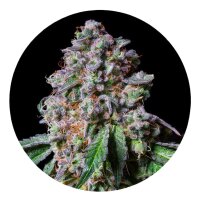 Pure Instinto Samen feminisiert La Macedonia 28% THC 5 Samen
