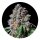 Pure Instinto Samen feminisiert La Macedonia 28% THC 5 Samen