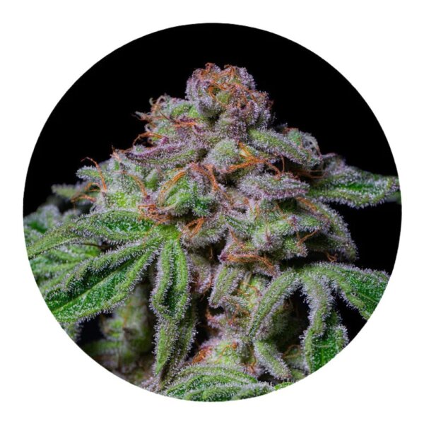 ILovePot Samen feminisiert Sour Aloha 28% THC 3 Samen