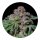 ILovePot Samen feminisiert Sour Aloha 28% THC 3 Samen