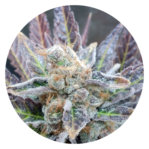 Pure Instinto Samen feminisiert Cherry Cookies 24% THC 1 Samen