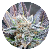 Pure Instinto Samen feminisiert Cherry Cookies 24% THC 3...