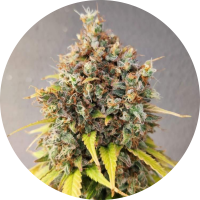 Pure Instinto Samen feminisiert Smoothie 23% THC 1 Samen