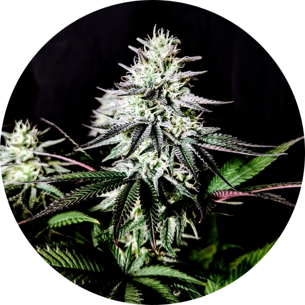 Pure Instinto Samen feminisiert Pure Ice Cream 26% THC 5 Samen + 2 Gratis