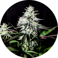 Pure Instinto Samen feminisiert Pure Ice Cream 26% THC 5...