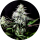Pure Instinto Samen feminisiert Pure Ice Cream 26% THC 5 Samen + 2 Gratis