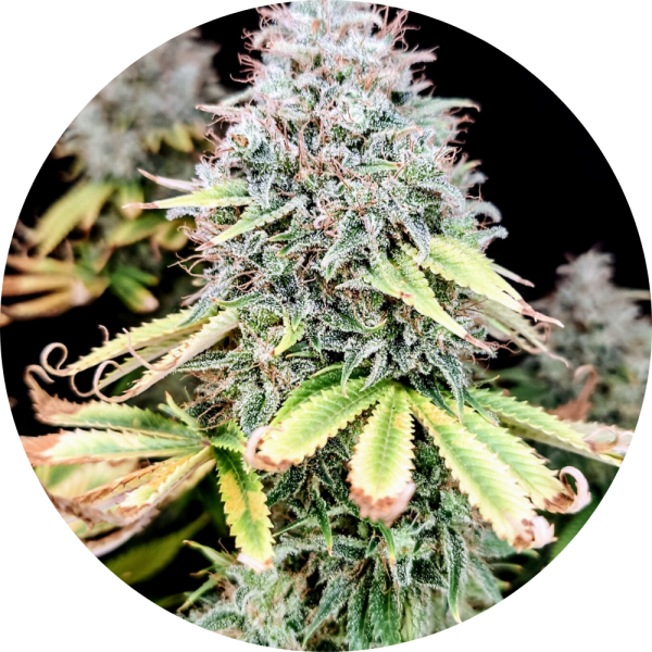 Pure Instinto Samen feminisiert Apple OG 25% THC 3 Samen + 1 Gratis