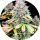 Pure Instinto Samen feminisiert Apple OG 25% THC 3 Samen + 1 Gratis