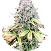 Pure Instinto Samen feminisiert Apple OG 25% THC 5 Samen...