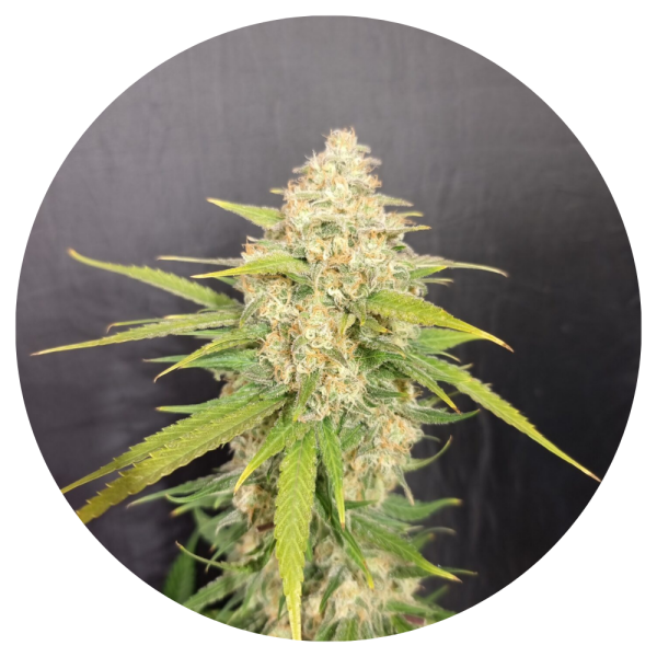 Pure Instinto Samen feminisiert Melon Gum 21% THC 5 Samen + 2 Gratis