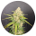 Pure Instinto Samen feminisiert Melon Gum 21% THC 5 Samen + 2 Gratis