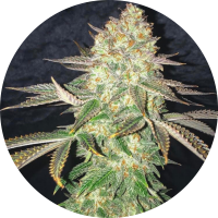 Pure Instinto Samen feminisiert Spooky OG 25% THC 1 Samen