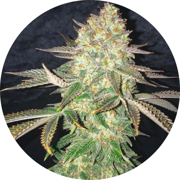 Pure Instinto Samen feminisiert Spooky OG 25% THC 3 Samen + 1 Gratis