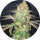 Pure Instinto Samen feminisiert Spooky OG 25% THC 5 Samen + 2 Gratis