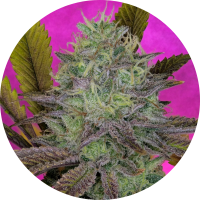 Pure Instinto Samen feminisiert Kings Banner 27% THC 3...