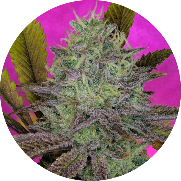Pure Instinto Samen feminisiert Kings Banner 27% THC 5 Samen + 2 Gratis
