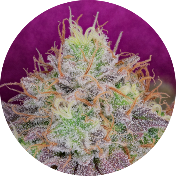 Pure Instinto Samen feminisiert Watermelon Zkittles 28% THC 5 Samen + 2 Gratis