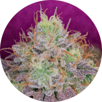 Pure Instinto Samen feminisiert Watermelon Zkittles 28%...