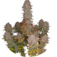Pure Instinto Samen feminisiert Sticky Gorilla #4 28% THC...