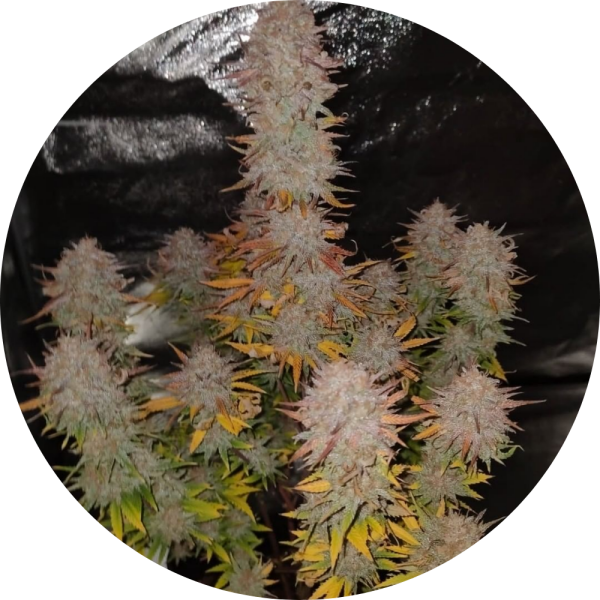 Pure Instinto Samen feminisiert Sticky Gorilla #4 28% THC 3 Samen + 1 Gratis