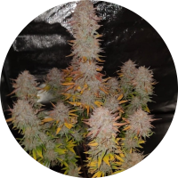 Pure Instinto Samen feminisiert Sticky Gorilla #4 28% THC...